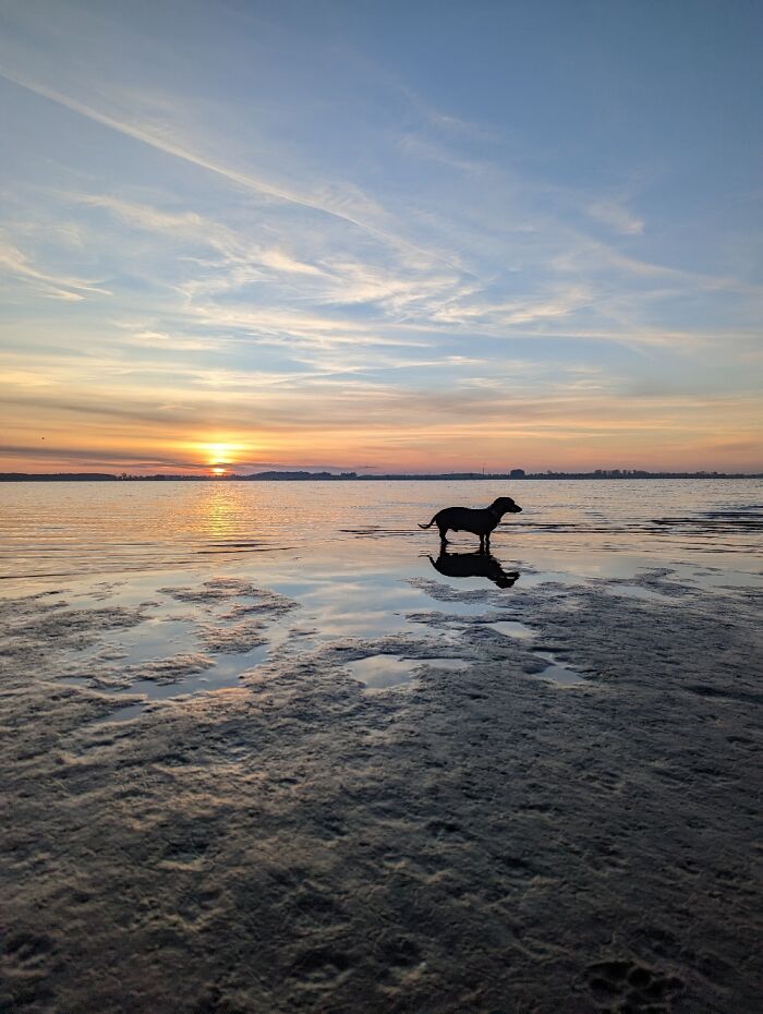 Sunrise At Eldena Beach (Baltic Sea). And My Dachshund