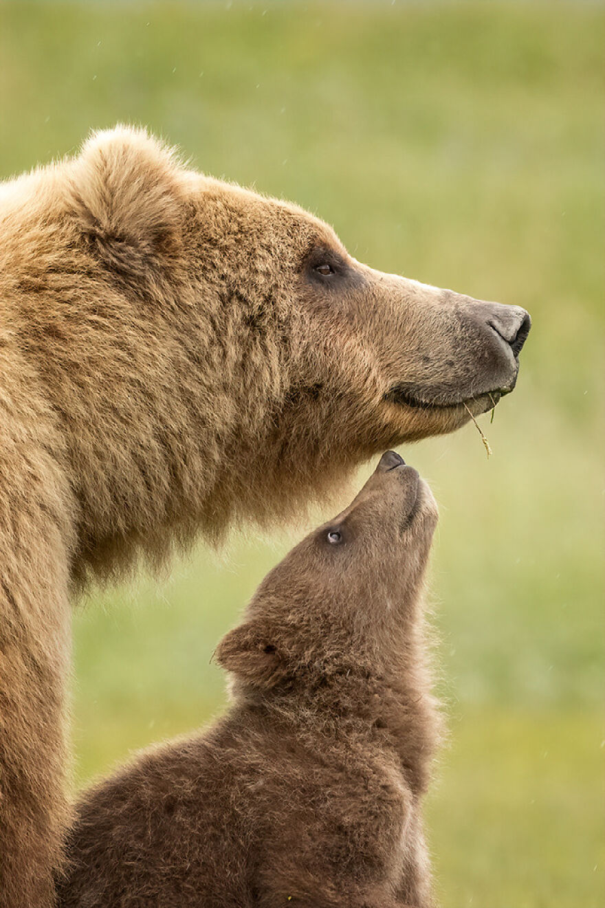 Wildlife: Highly Honored – Brown Bear And Cub By Jennifer Smith