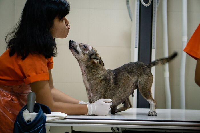 Dog With Two Legs That Survived A Gunshot To The Head Now Zooms Around Like A Puppy In Her New Home