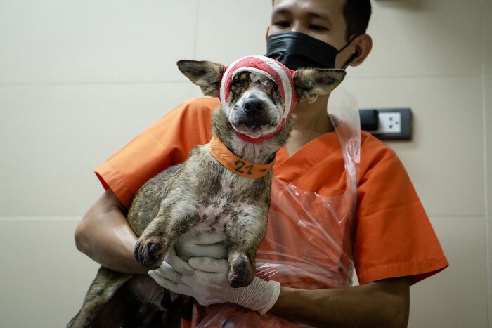 Dog With Two Legs That Survived A Gunshot To The Head Now Zooms Around Like A Puppy In Her New Home