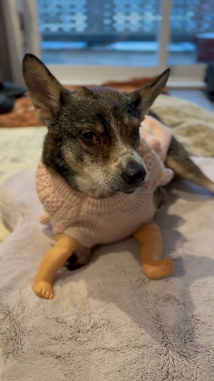 Dog With Two Legs That Survived A Gunshot To The Head Now Zooms Around Like A Puppy In Her New Home