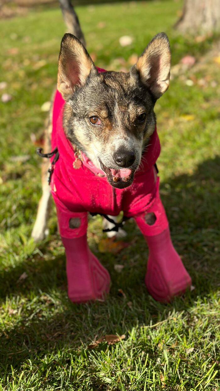 Dog With Two Legs That Survived A Gunshot To The Head Now Zooms Around Like A Puppy In Her New Home