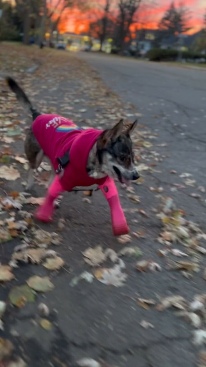 Dog With Two Legs That Survived A Gunshot To The Head Now Zooms Around Like A Puppy In Her New Home