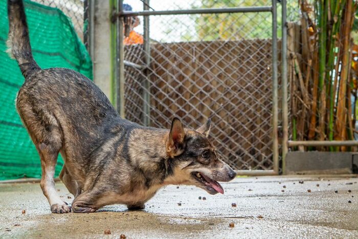 Dog With Two Legs That Survived A Gunshot To The Head Now Zooms Around Like A Puppy In Her New Home