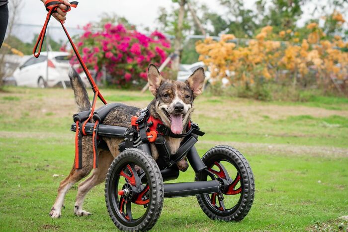 Dog With Two Legs That Survived A Gunshot To The Head Now Zooms Around Like A Puppy In Her New Home