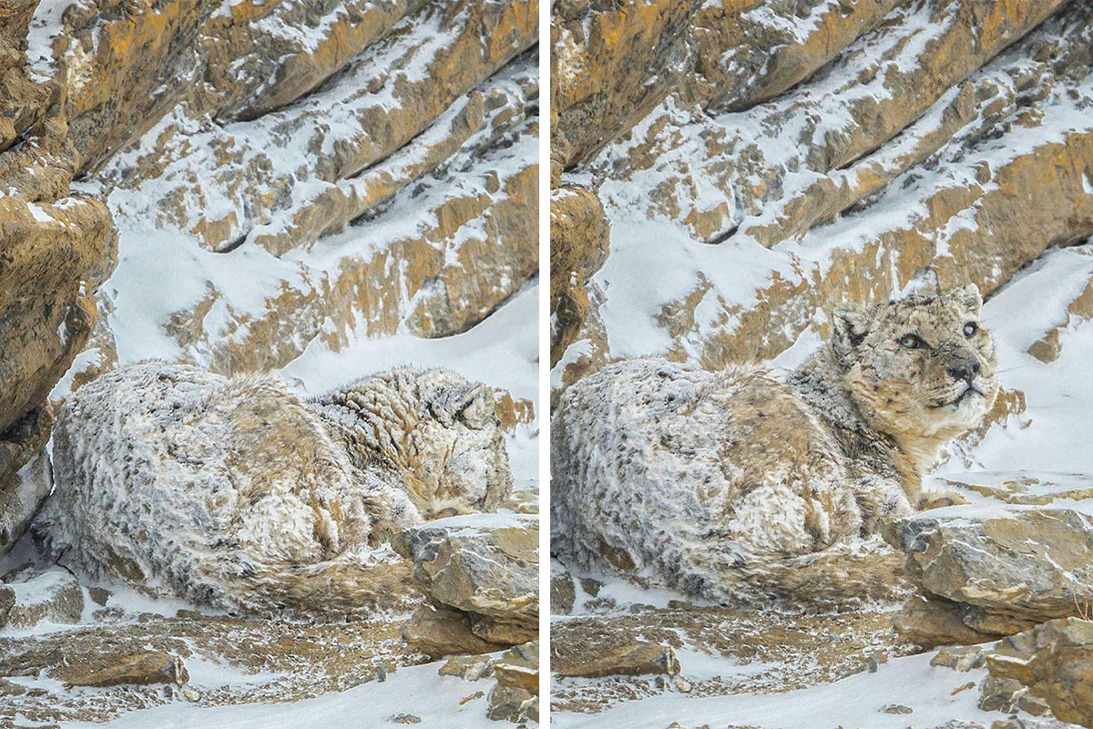 ‘When You See It’: 40 Perfectly Camouflaged Things That Will Probably