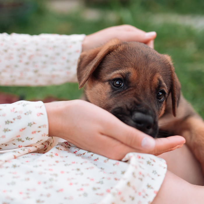 A small dog being held gently in hands, related to dog nutrition. A small dog being held gently in hands, related to dog nutrition.