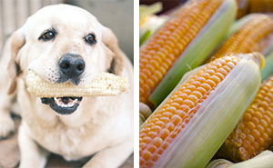 Can Dogs Eat Corn?