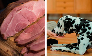 Can Dogs Eat Ham? What You Need to Know