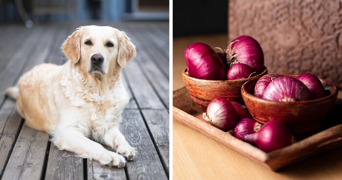 Can Dogs Eat Onion? Understanding Onion Toxicity and Its Risks