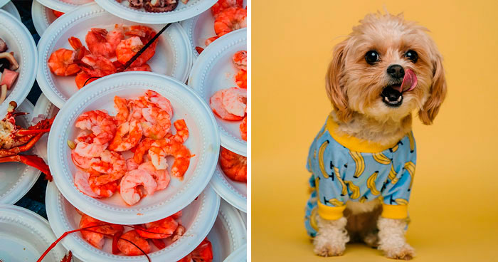 Can Dogs Safely Eat Shrimp? Risks and Benefits for Dog Owners