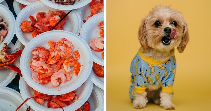 Can Dogs Safely Eat Shrimp? Risks and Benefits for Dog Owners