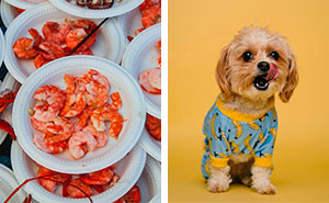 Can Dogs Safely Eat Shrimp? Risks and Benefits for Dog Owners