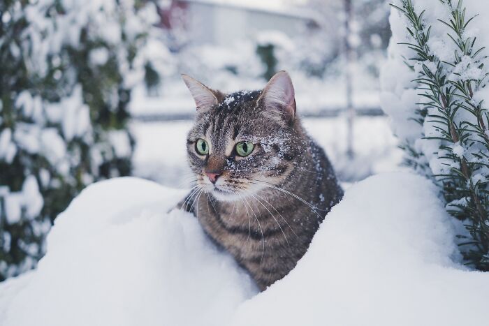 Cat with green eyes in snow