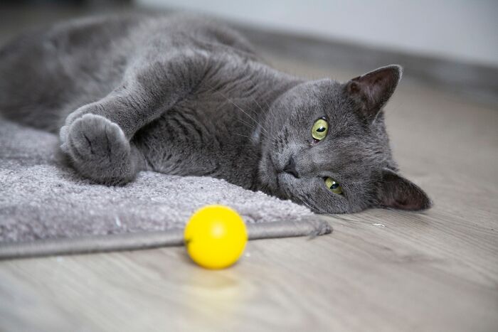 Gray cat lying on the ground near yellow ball