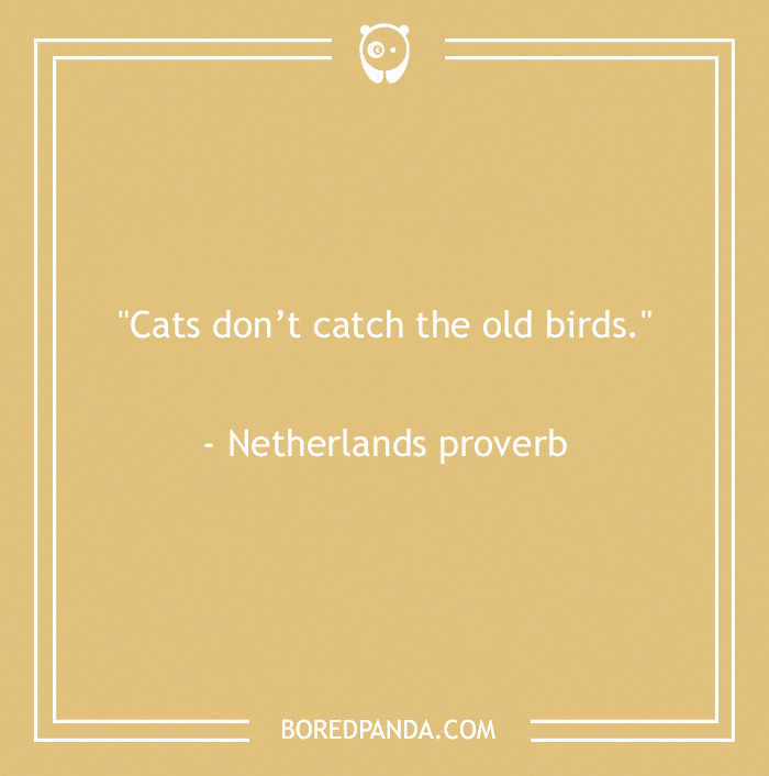 105 Cat Quotes Every Feline Fan Will Like