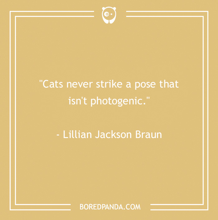 Feline Quotable Photo Series – Strike a Pose | Zee & Zoey's Cat Chronicles