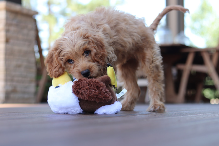 Cavapoo playing with the toy