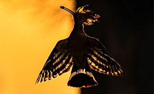 Nature Photography: 20 Winning Images Of The Budapest International Foto Awards 2023