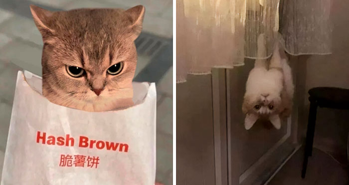40 Of The Cutest And Most Chaotic Pics From This Twitter Account Dedicated To Cats (New Pics)