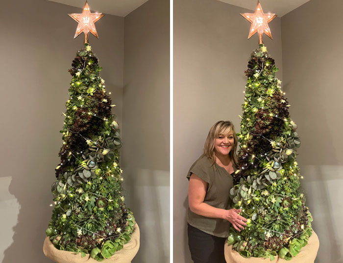 Succulent Christmas Tree. Over 400 Living Succulents On Moss
