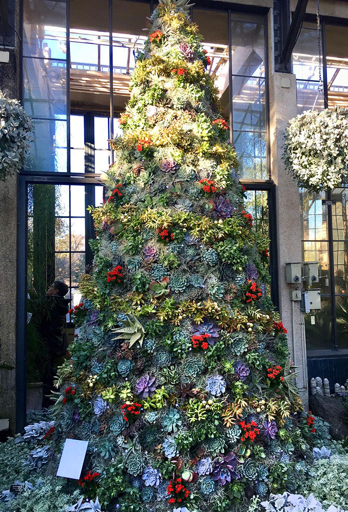 This Christmas Tree In Longwood Gardens, Pennsylvania