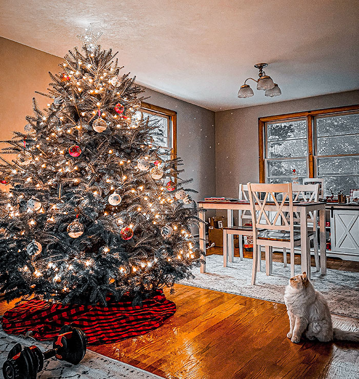 First Tree In My First Home
