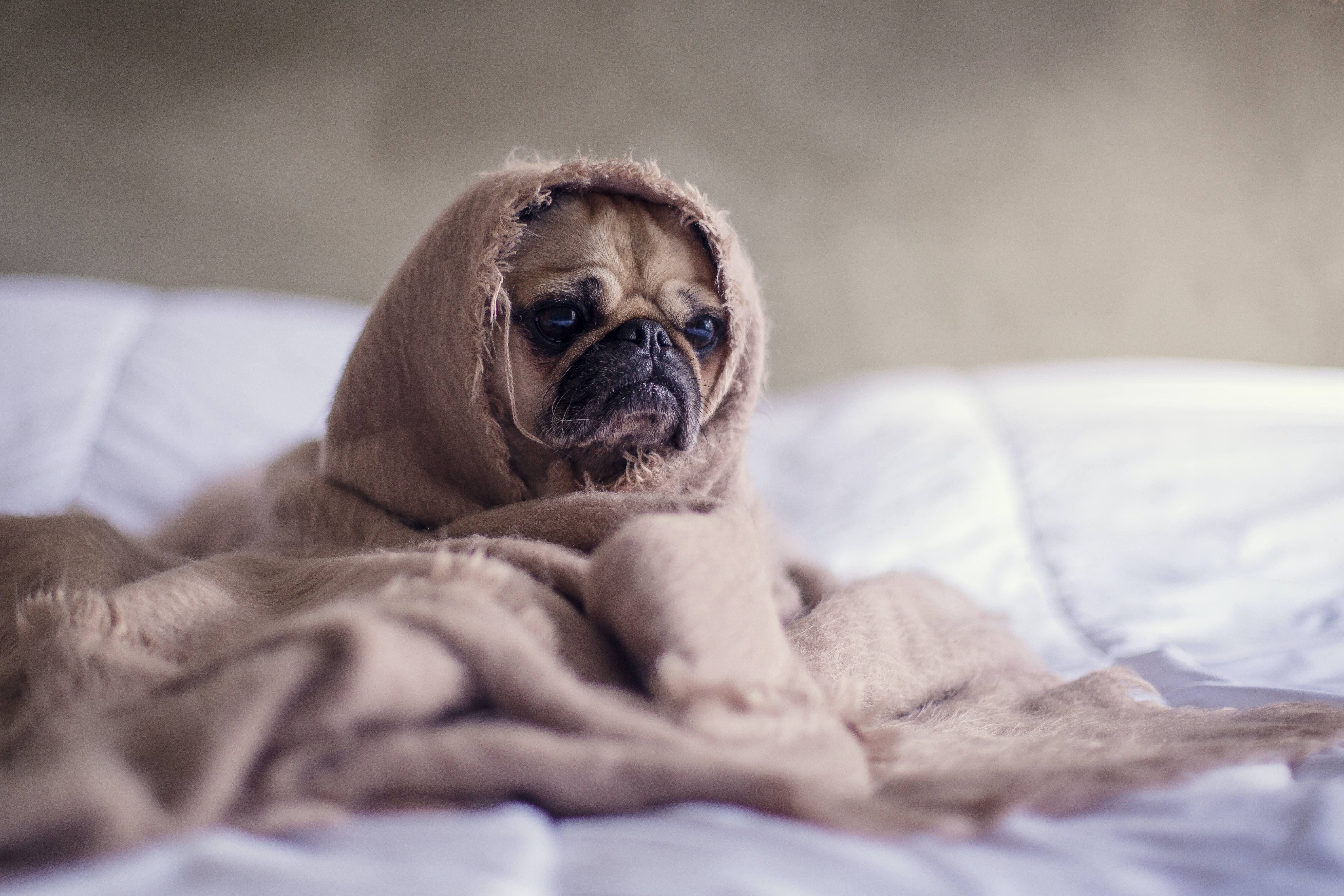 Pug covered with blanket on bedspread looking