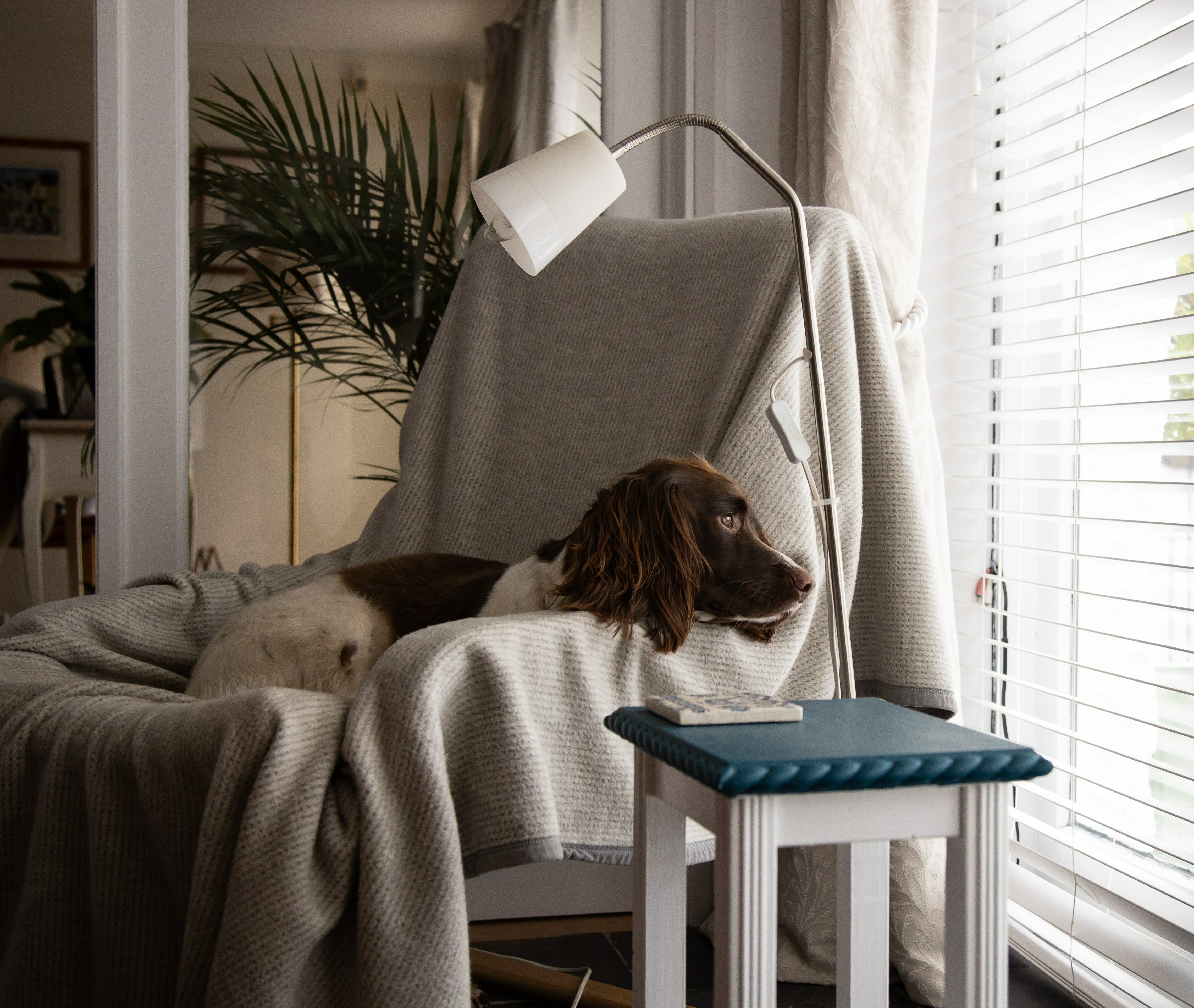 Brown and white short coated dog lying on white and blue chair