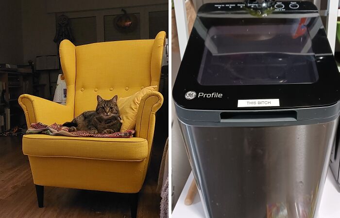 Hey Pandas, What’s Something You Didn’t Need But Bought Anyway? (Closed)