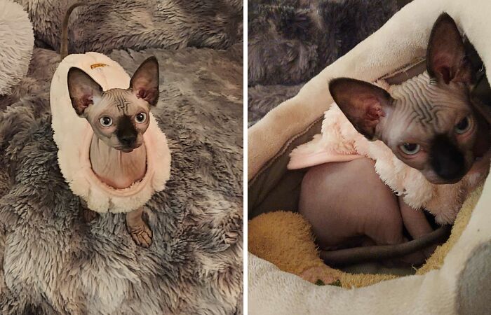 Munchkin Kitten (6 Pics)