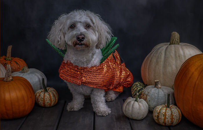 Halloween Pawtrait Shoot (4 Pics)