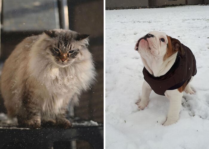 Hey Pandas, Share Your Pets Playing In Snow