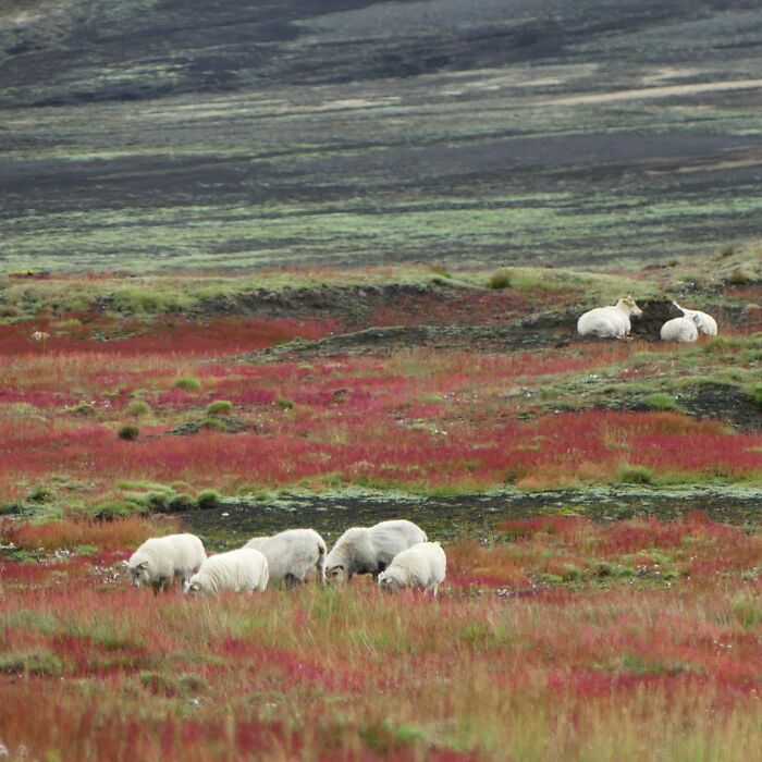 40 Photos Of Iceland That I Took In The Summer Of 2020