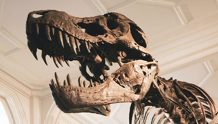 “Longevity Bottleneck": Scientist Says People Don’t Live To 200 Years Because Of Dinosaurs
