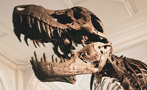 “Longevity Bottleneck": Scientist Says People Don’t Live To 200 Years Because Of Dinosaurs