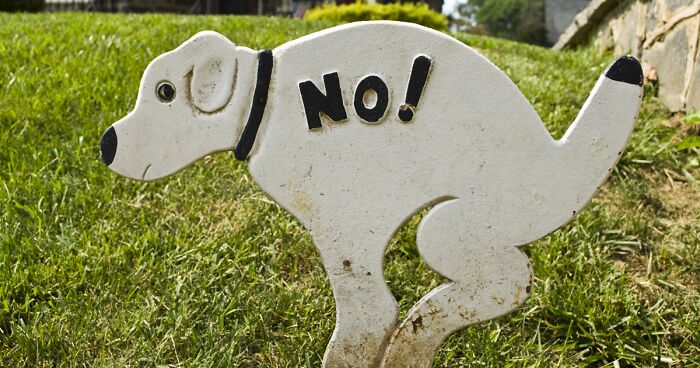 What it Means if Your Dog Has Blood in His Stool