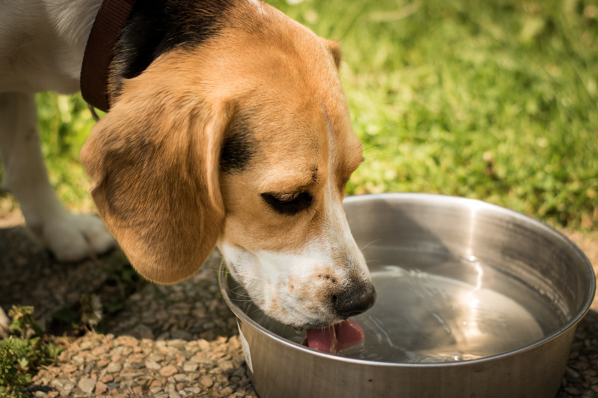 Dog drinking water from a metal bowl on grass, indicating increased thirst. Dog drinking water from a metal bowl on grass, indicating increased thirst.