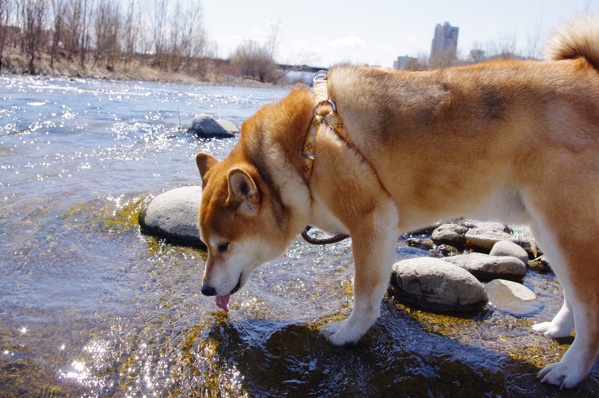 Brown dog drinking water from the river