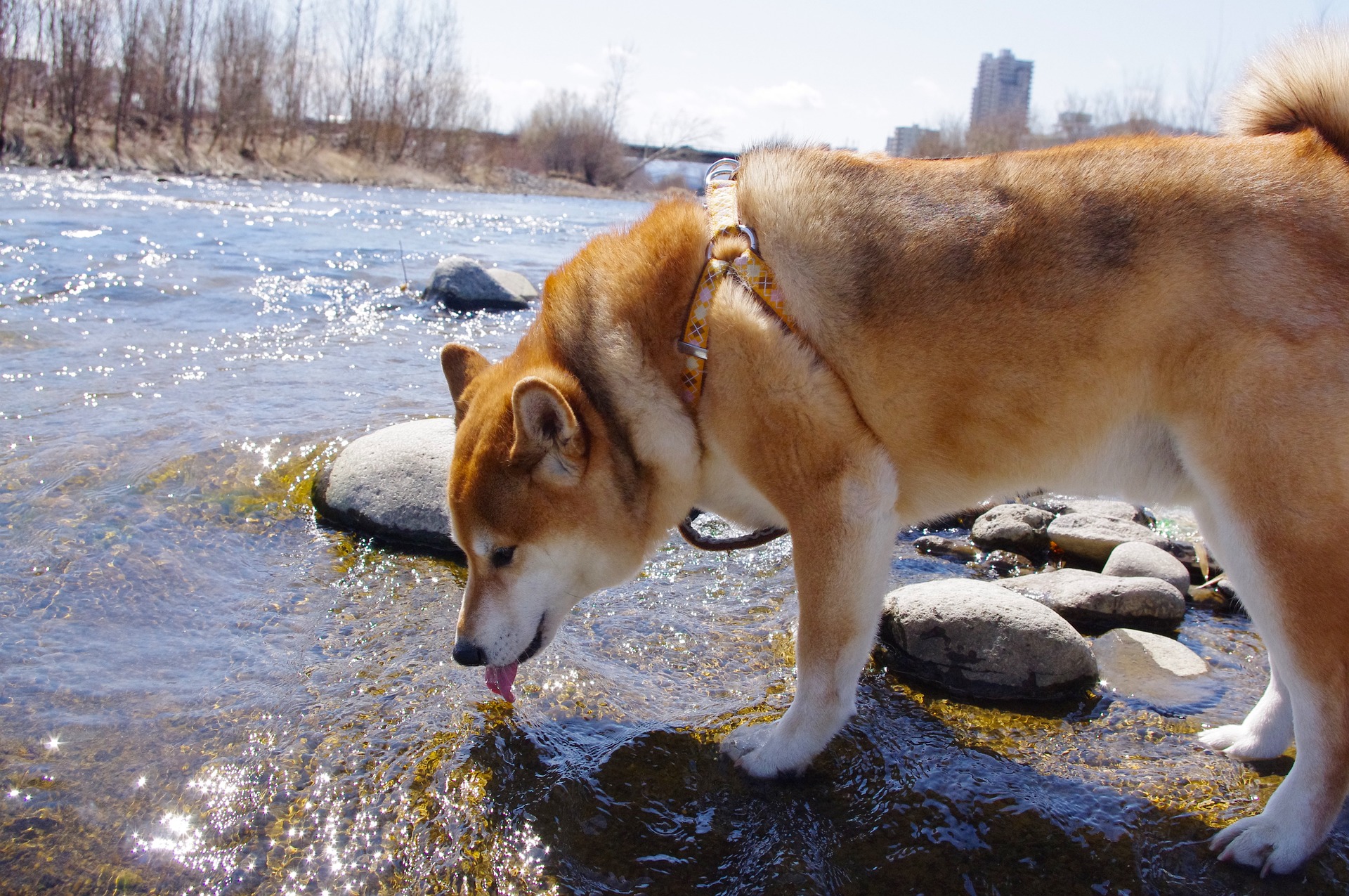 Dog drinking water from a stream, illustrating reasons for increased water intake. Dog drinking water from a stream, illustrating reasons for increased water intake.
