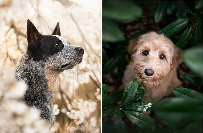 I Took Pictures Of Dogs In Different Parts Of The World (31 Pics)