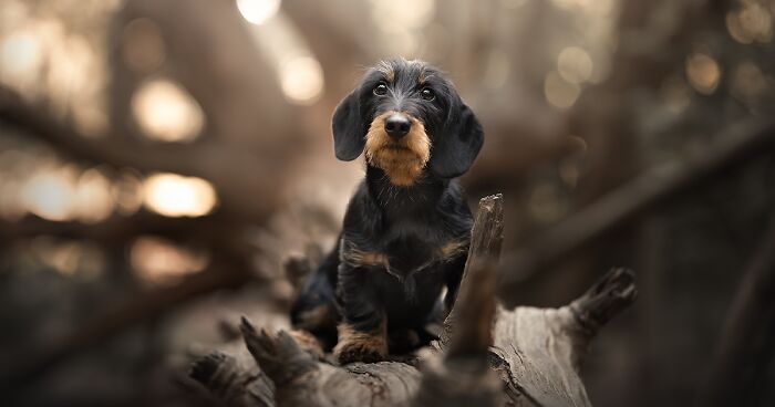 I Took Pictures Of Dogs In Different Parts Of The World (31 Pics)