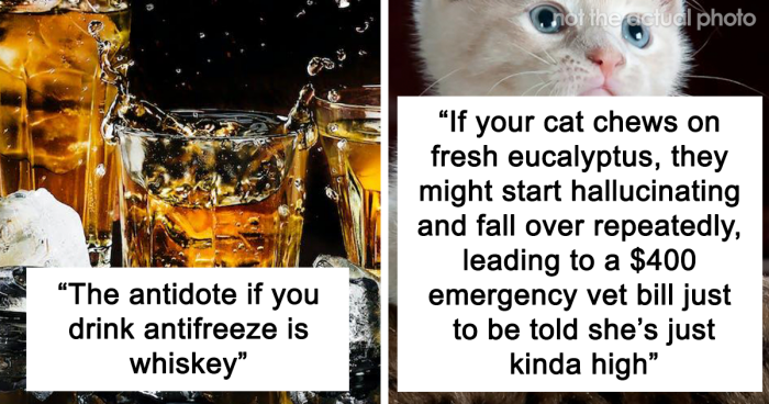 “Asbestos Tastes Like Chalk”: 35 People Share Their “Don’t Ask How I Know” Random Facts