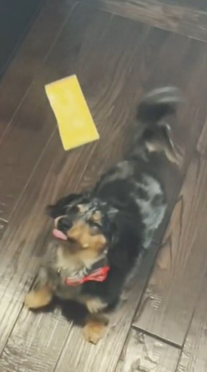 My Miniature Dachshund Trying To Catch Some Cheese But Failing Miserably