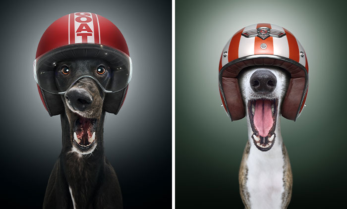 We Portrayed Our Four-Legged Companions As The Fastest Dogs In The World (14 Pics)