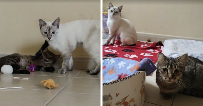 These Two Orphaned Kittens Are Learning To Enjoy The Warmth Of A Home