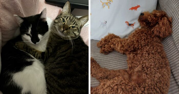 Hey Pandas, Share Pictures Of Your Sleepy Animals (Closed)