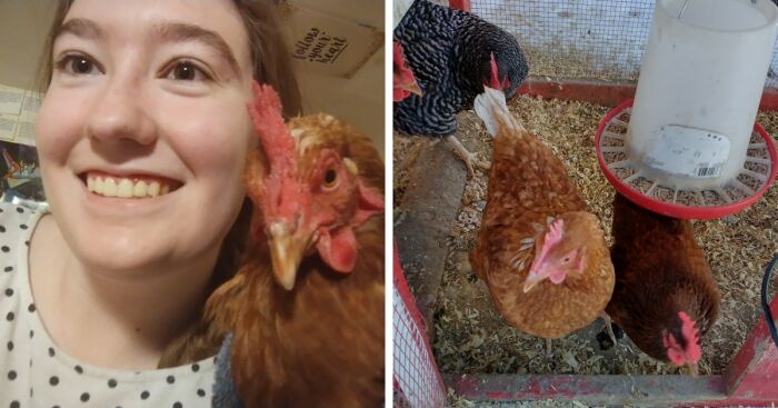 I’m So Happy I Grew Up With Chickens, Here Is My Story