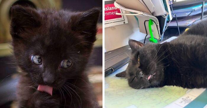 Hey Pandas, Post Your Cutest Animal Blep Photo (Closed)