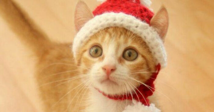 Hey Pandas, Share Your Cute Pets In The Christmas Spirit Here (Closed)